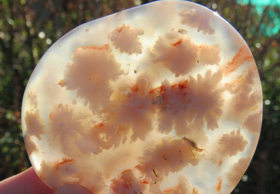 Flower Agate Palm Stones Wicks and Stonez